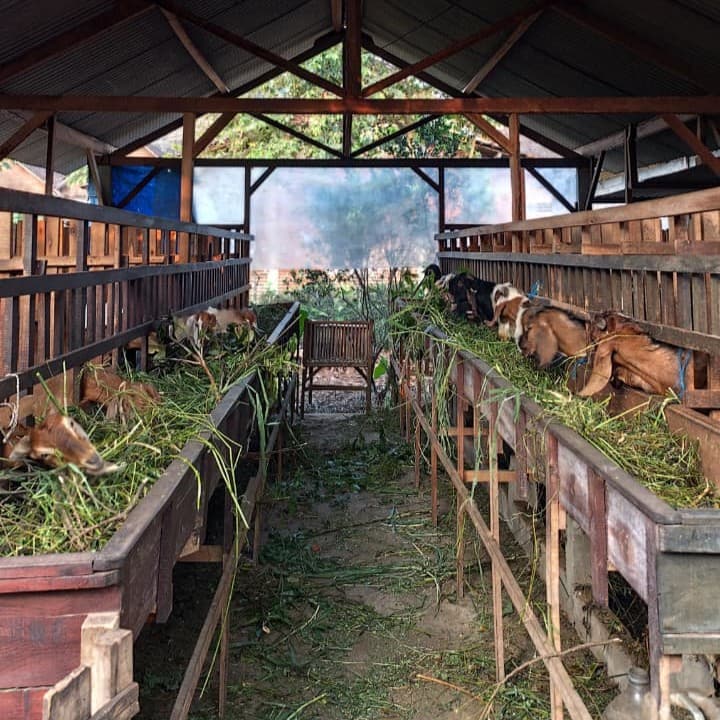 Peternakan Kambing